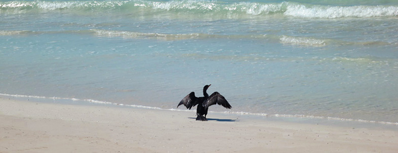 cormorant Cayo Santa Maria Cuba
