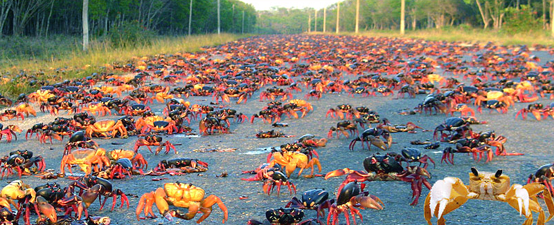 crabs in Cuba